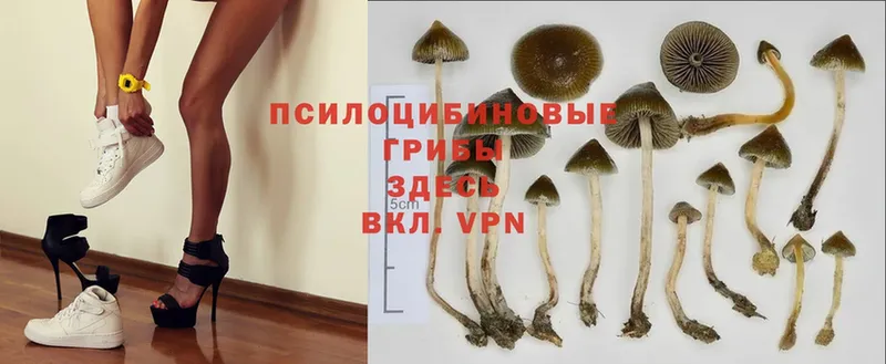 Псилоцибиновые грибы Cubensis  цена наркотик  Руза 